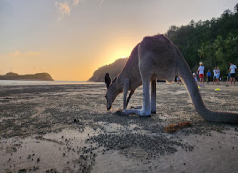 Feeding Kangaroos on the Beach: A Magical Connection with Nature at Cape Hillsborough National Park Mackay